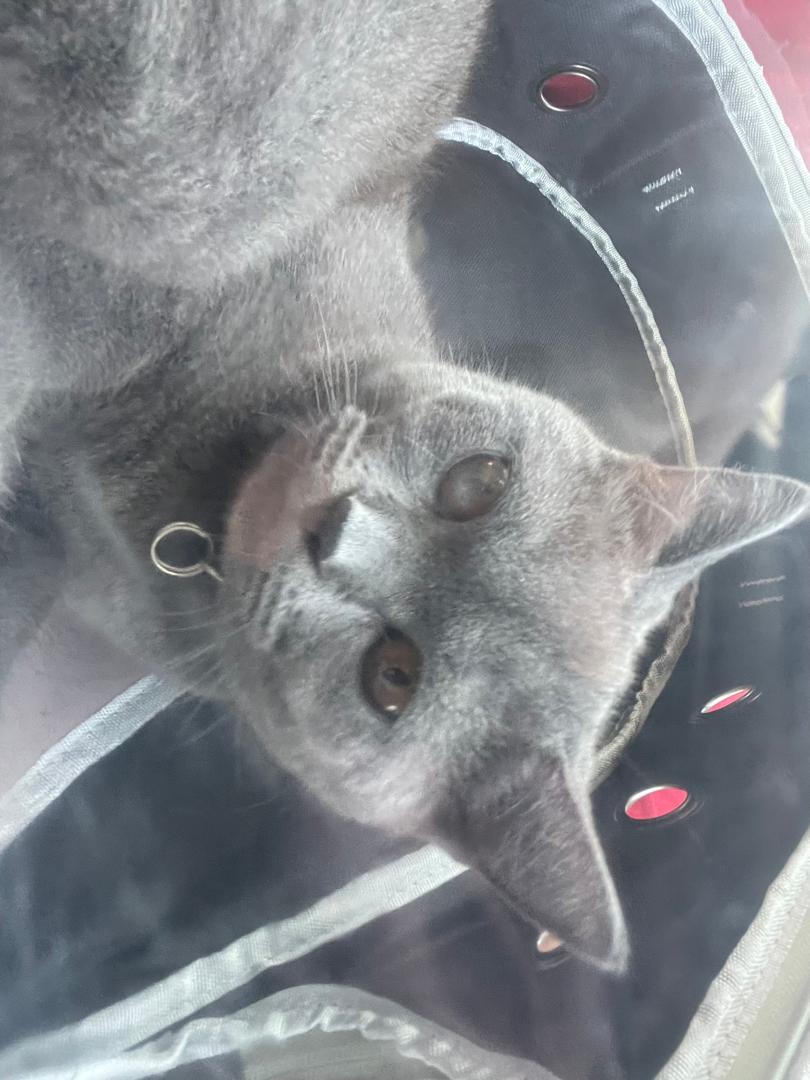 Kucing yang comel